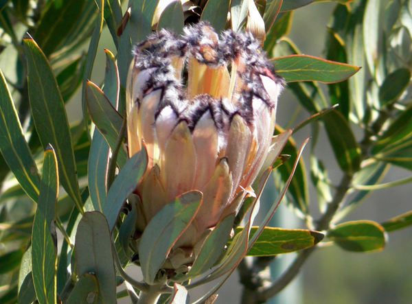 Protea laurifolia
