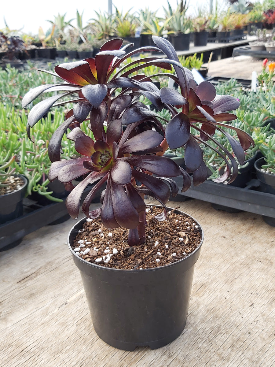 black succulents uk Aeonium zwartkop – Penberth Plants