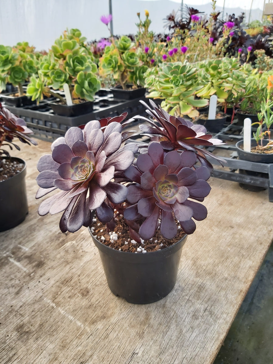 tip top succulent Aeonium 'Tip Top' – Penberth Plants