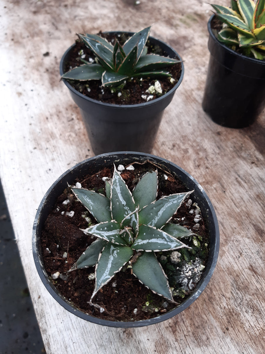 アガベ Agave victoriae-reginae 'Hyouzan' 231 Agave victoriae-reginae | The Palm Centre