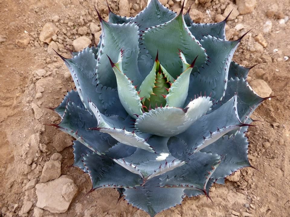 Agave guadalajarana – Penberth Plants