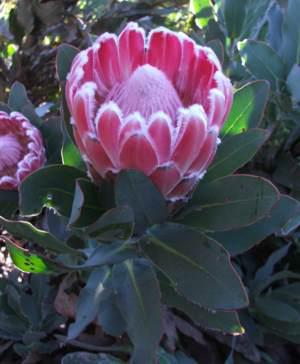 Protea magnifica