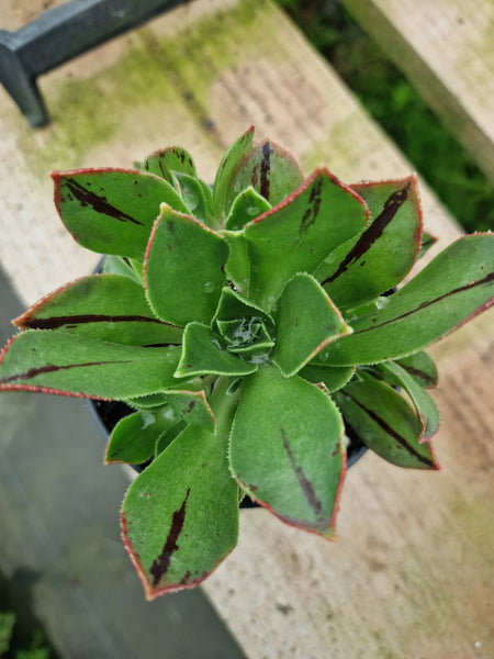 Aeonium lancerottense