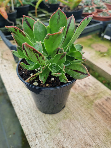 Aeonium lancerottense