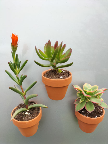 Living Succulent fridge magnets