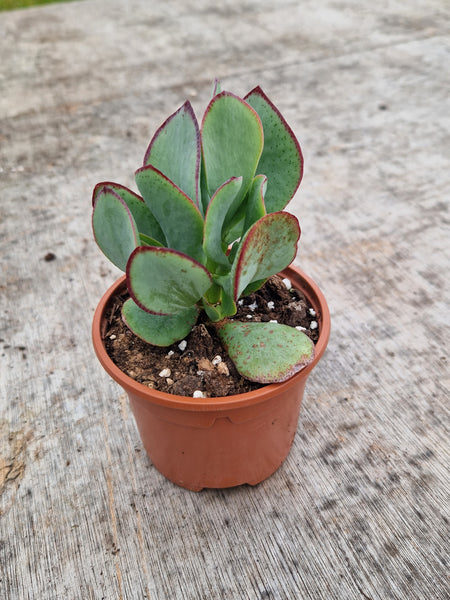 Crassula arborescens 'Silver Dollar'