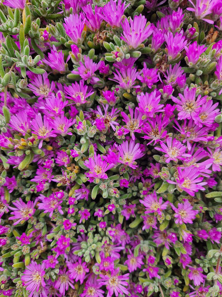 Delosperma cooperi