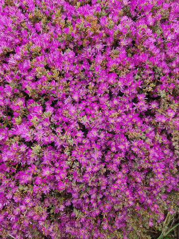 Delosperma cooperi