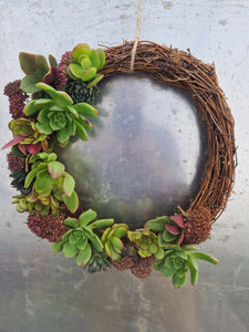 Living Succulent Christmas Wreath