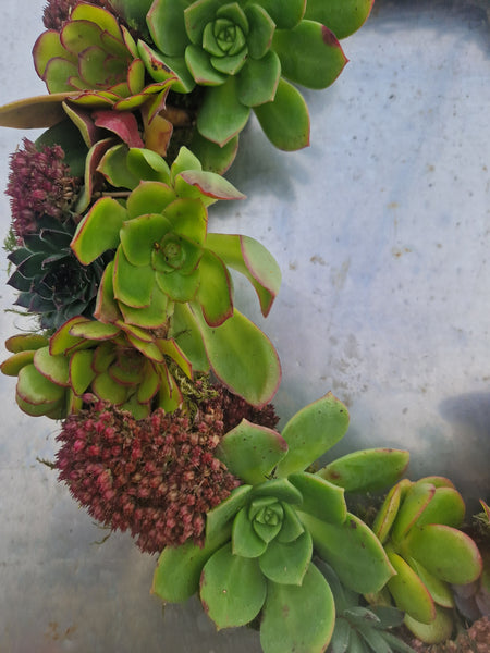 Living Succulent Christmas Wreath