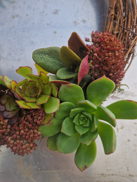 Living Succulent Christmas Wreath