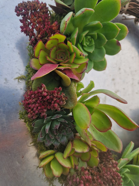 Living Succulent Christmas Wreath