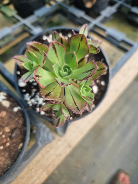 Aeonium volkeri