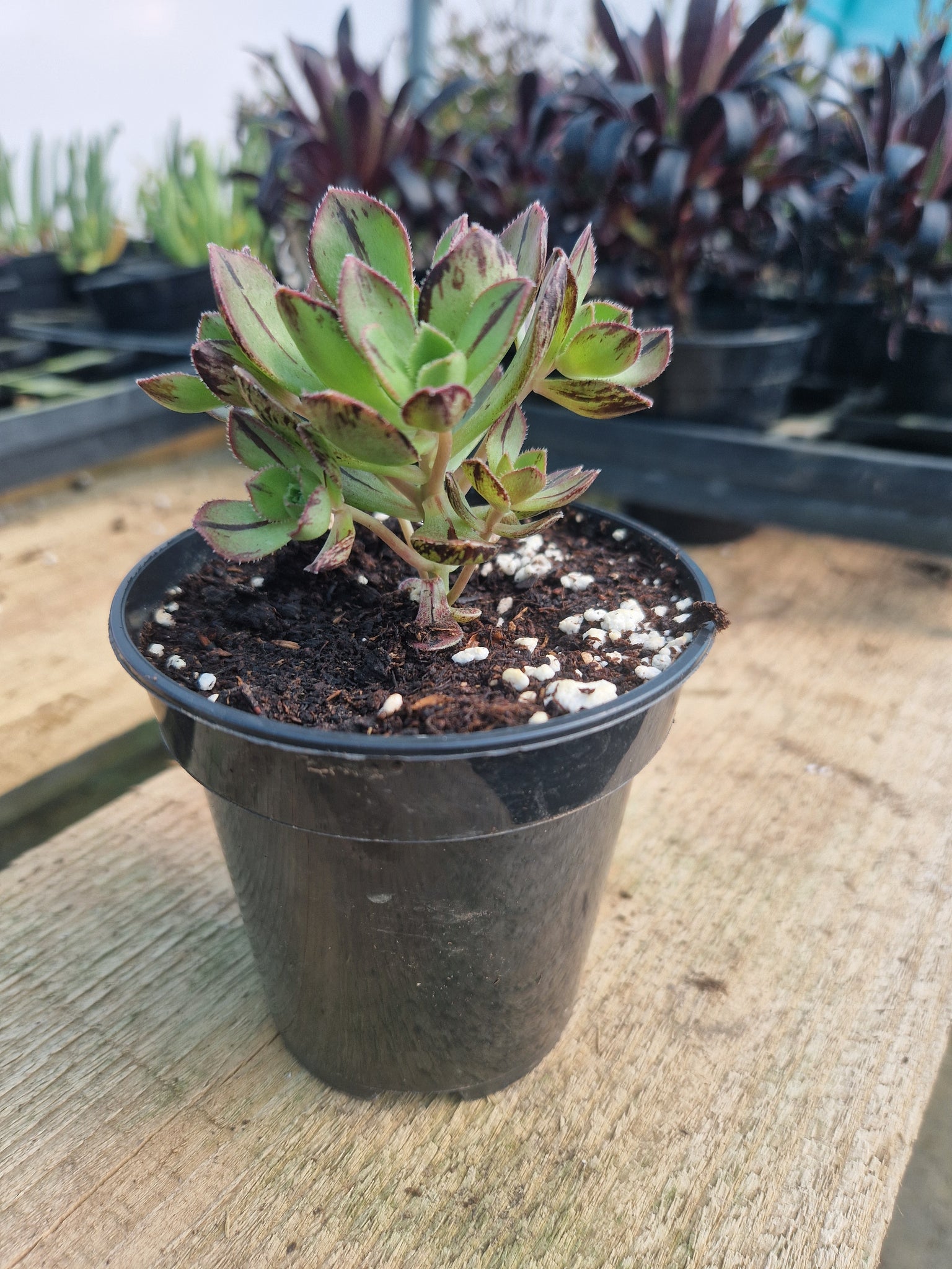 Aeonium volkeri