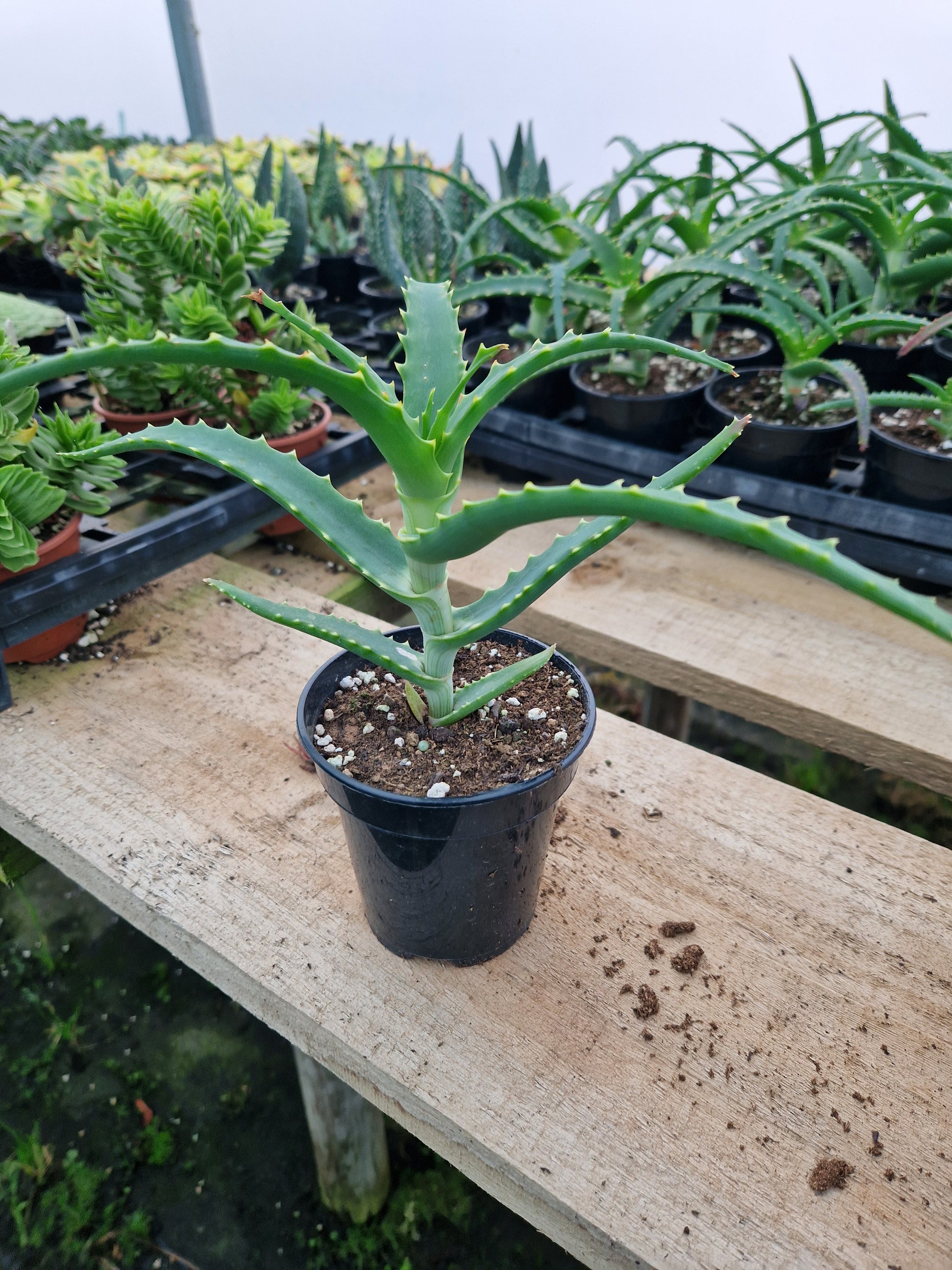 aloe arborescens Aloe arborescens – Penberth Plants