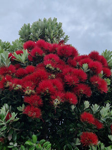 Metrosideros excelsa
