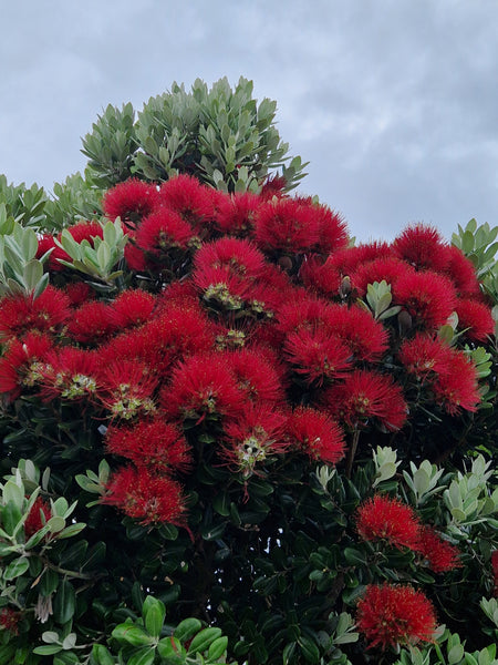 Metrosideros excelsa