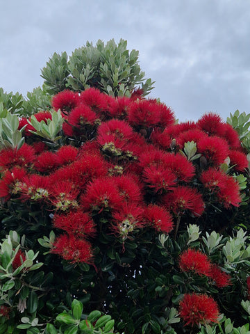Metrosideros excelsa
