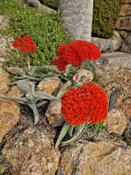 Crassula perfoliata