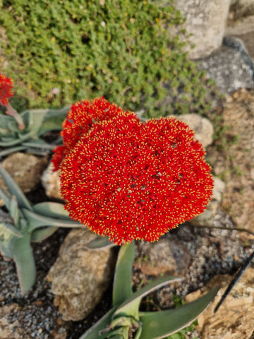 Crassula perfoliata