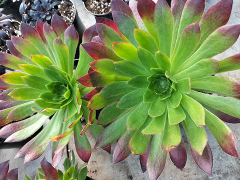 Aeonium Black Magic