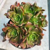 Aeonium Bronze Medal