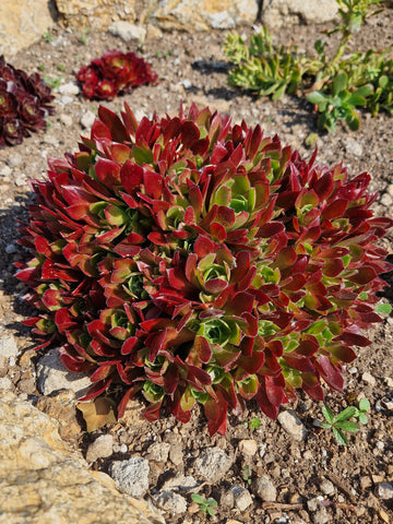 Aeonium 'Cornish Tribute'