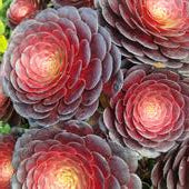 tip top succulent Aeonium 'Tip Top' – Penberth Plants