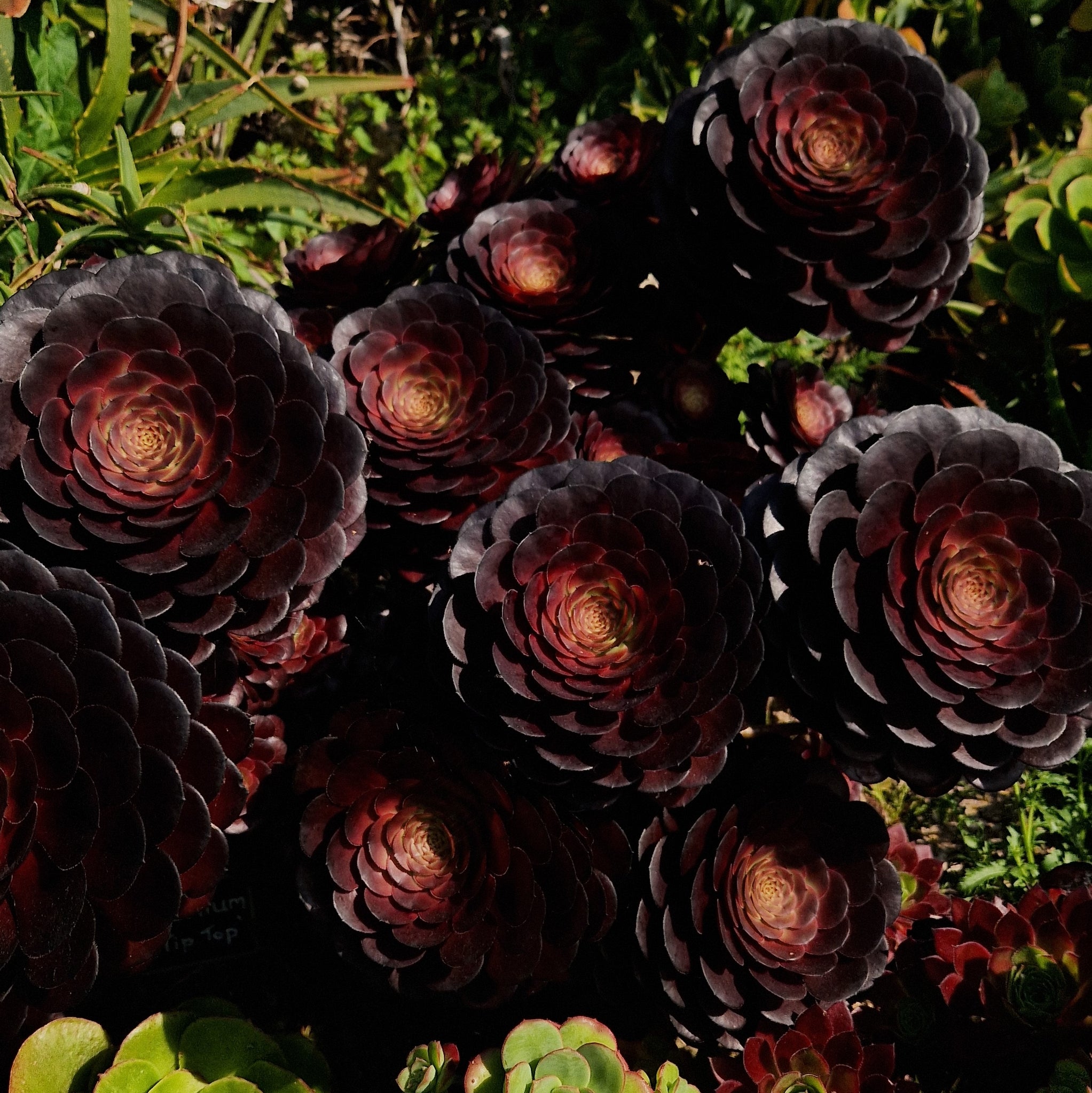 tip top succulent Aeonium 'Tip Top' – Penberth Plants