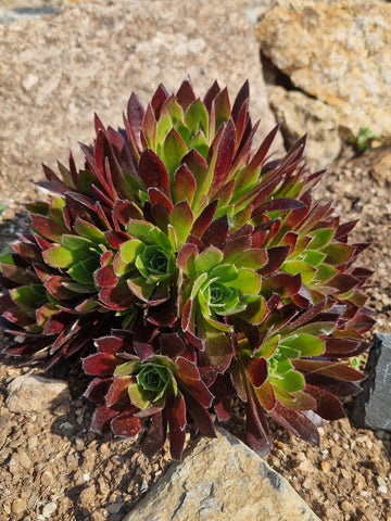 Aeonium 'Torchbearer'