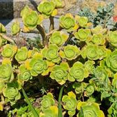 Aeonium arboreum var. holochrysum