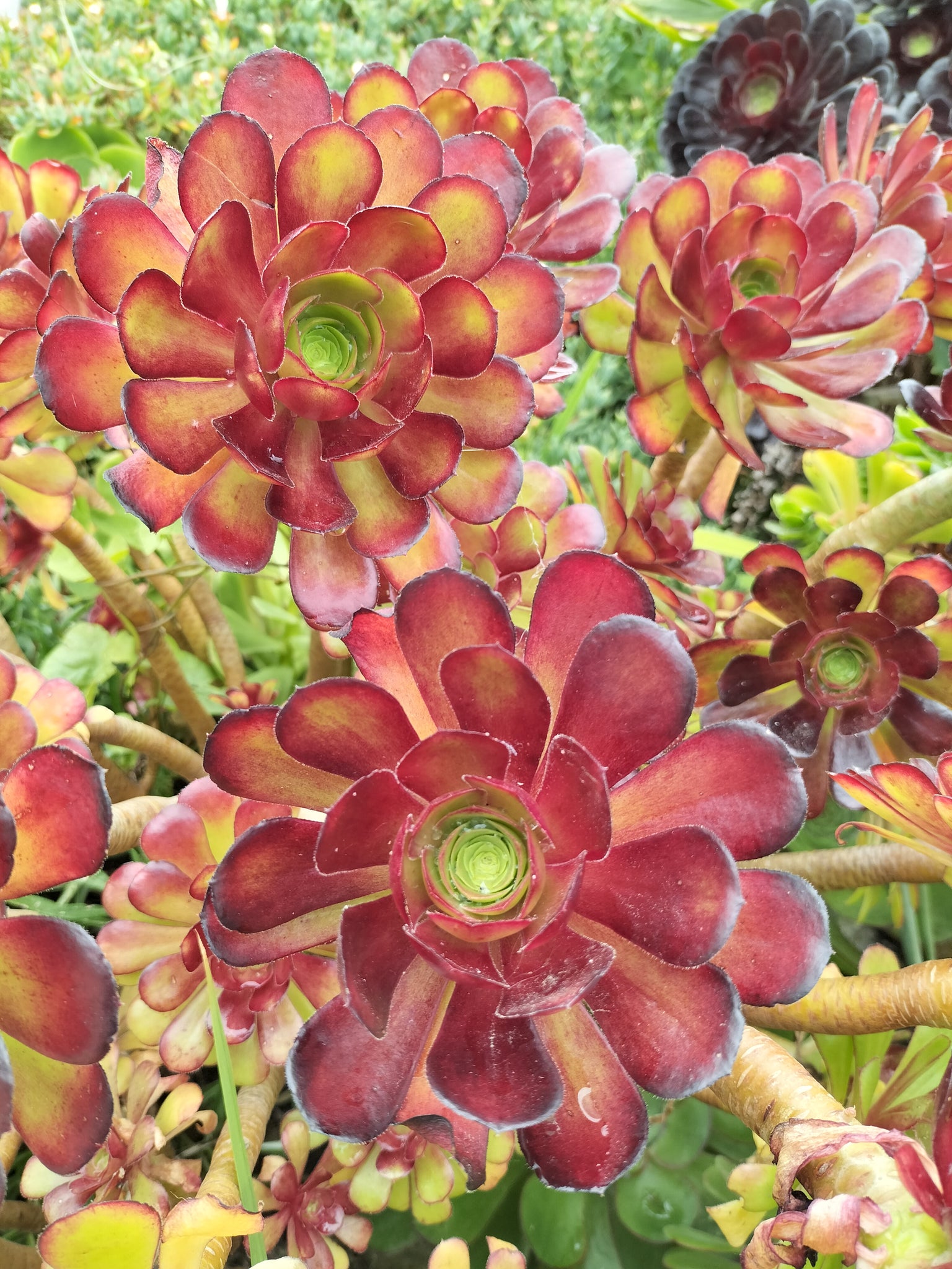 atropurpureum succulent Aeonium arboreum atropurpureum – Penberth Plants