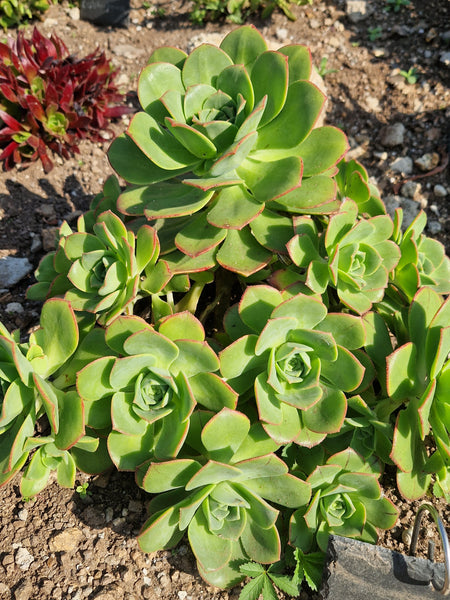 Aeonium ciliatum