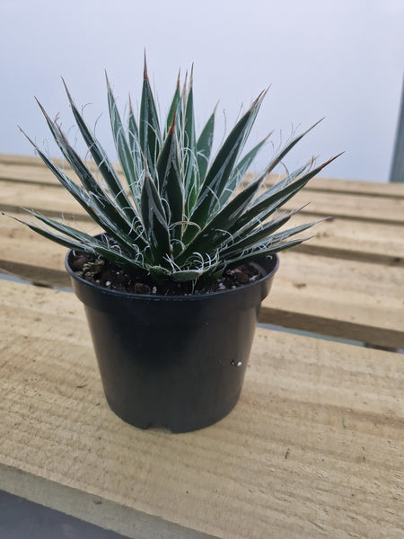 Agave filafera