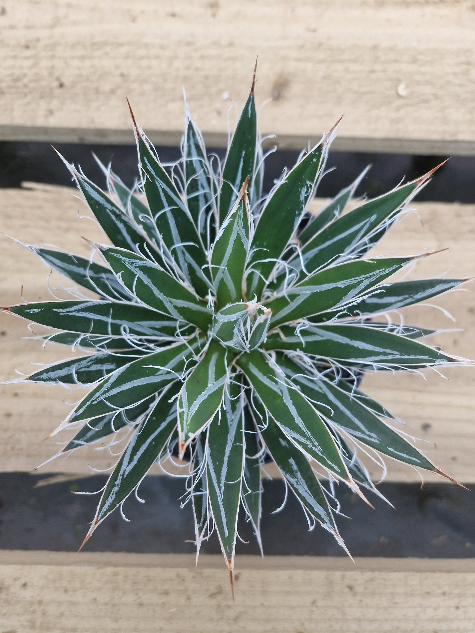 Agave filafera