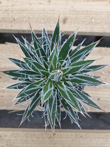 Agave filafera