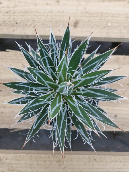 Agave filafera