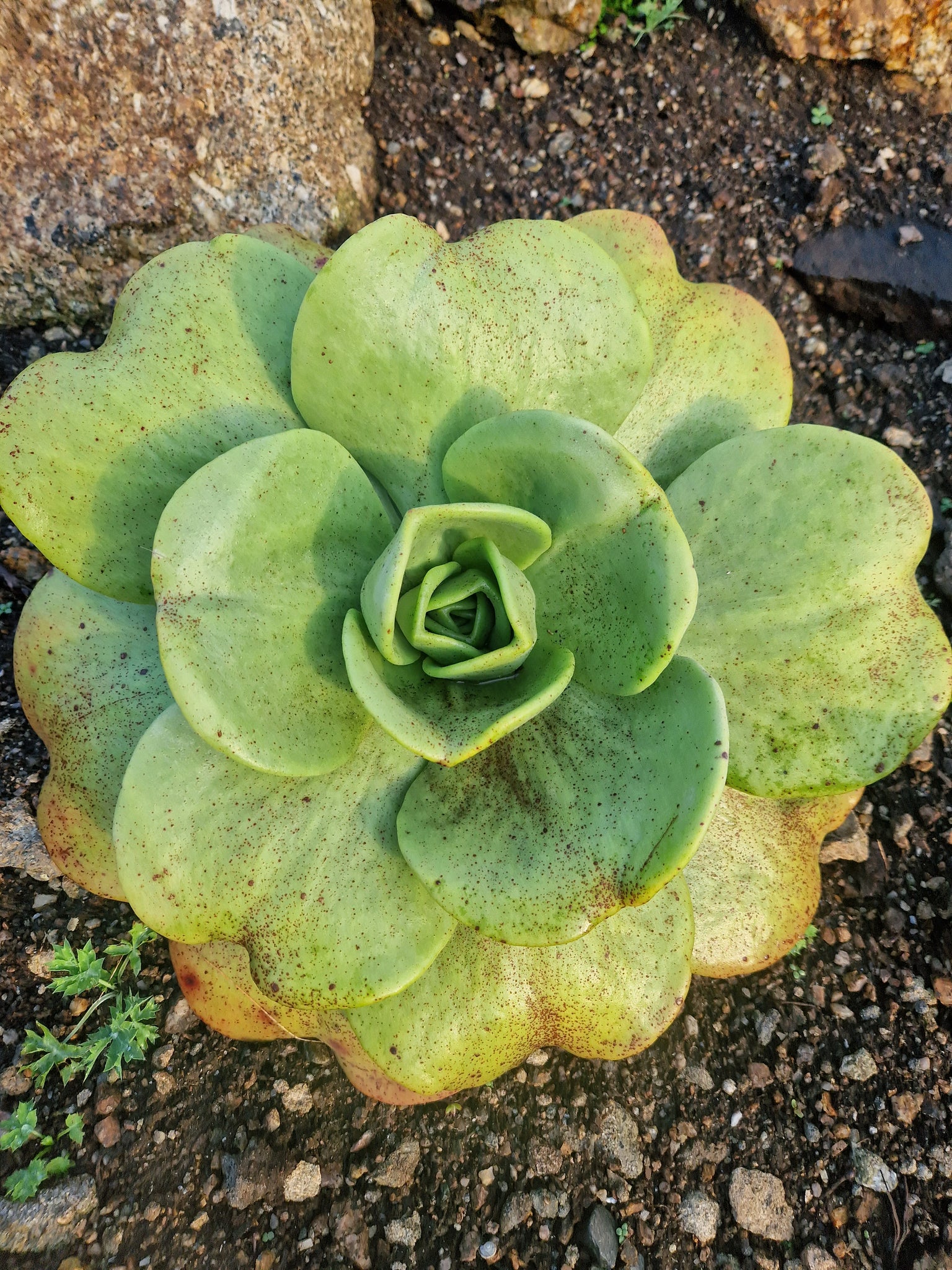 Aeonium nobile – Penberth Plants
