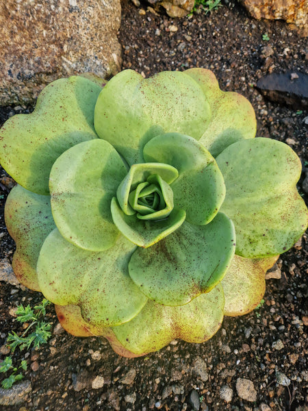 Aeonium nobile