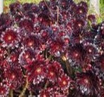 Aeonium Zwartkop