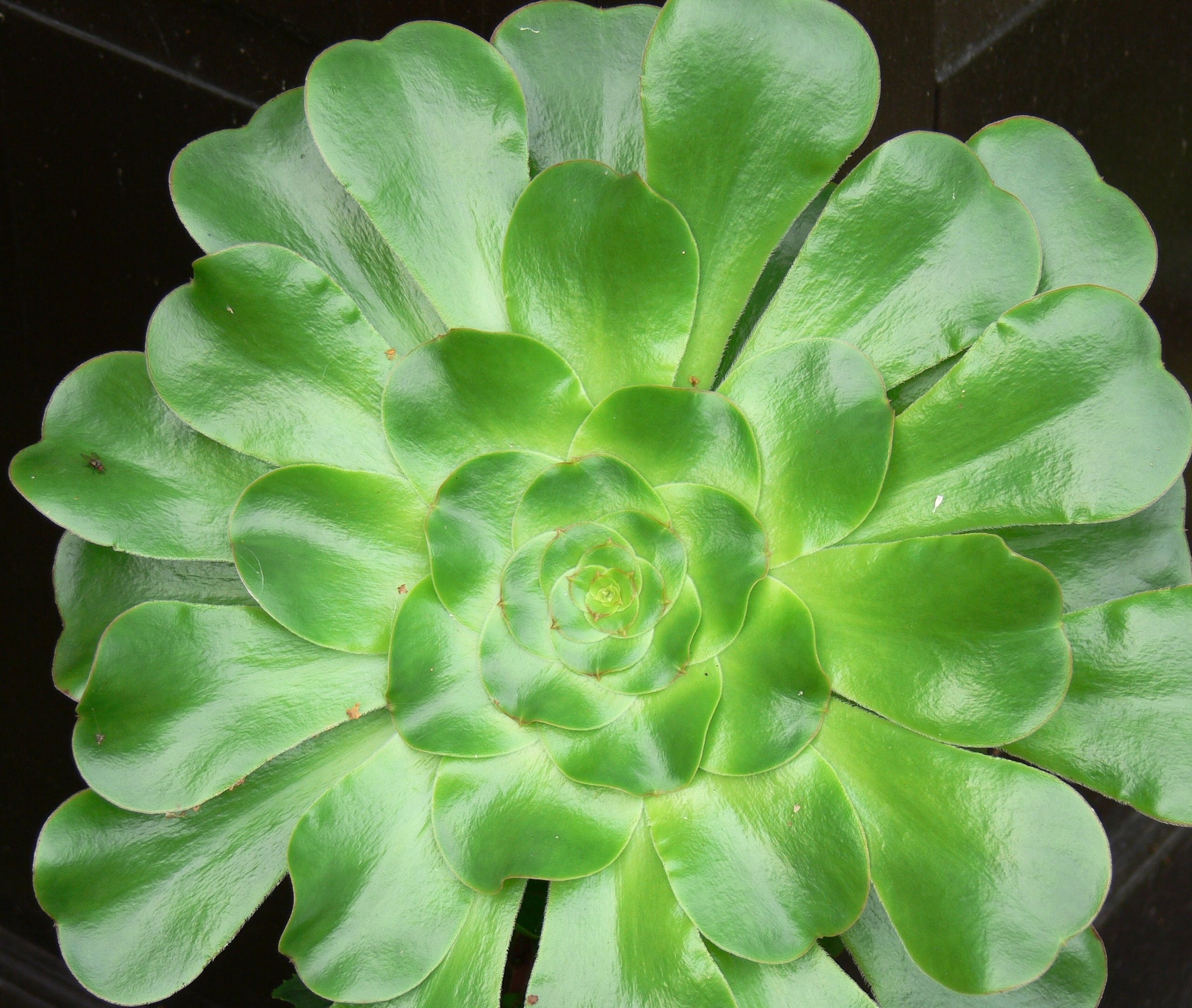 Aeonium undulatum
