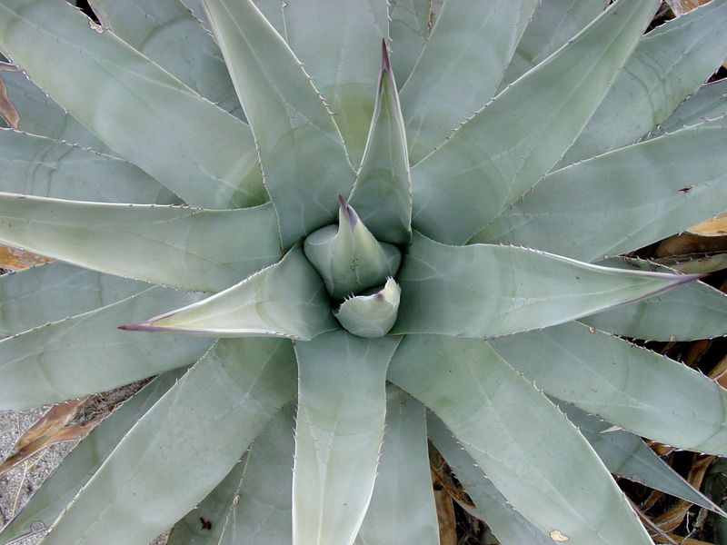 Agave deserti