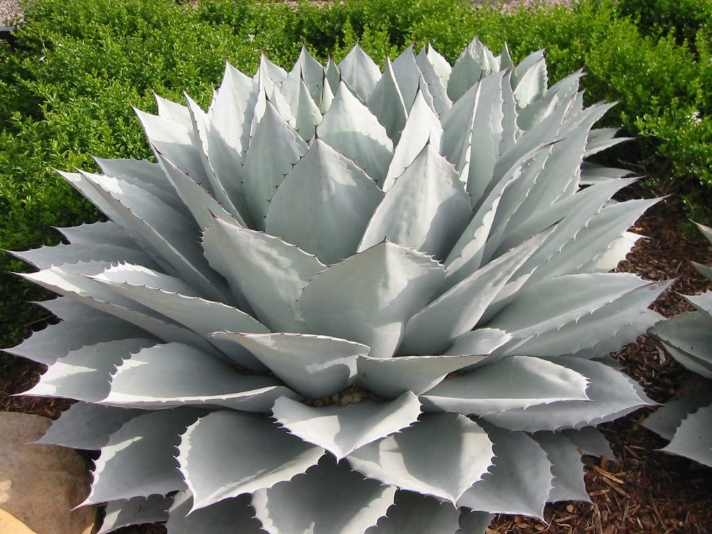Agave hybrid ovaticata ovatifolia x truncata アガベ
