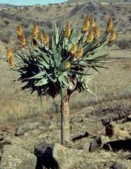 Aloe marlothii