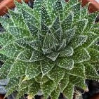 Aloe aristata
