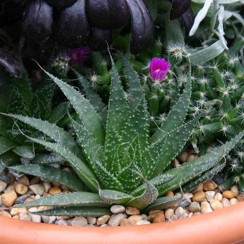 Aloe aristata