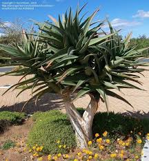 Aloe dichotoma