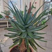 Aloe ferox hybrid