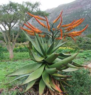 Aloe marlothii
