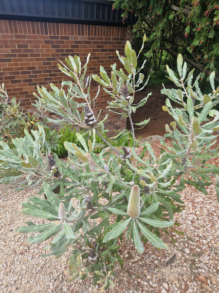 Banksia menziesii Dwarf form
